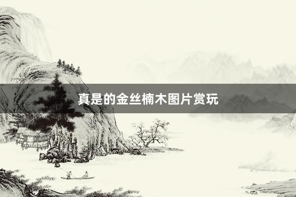 真是的金丝楠木图片赏玩